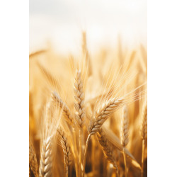 Il Grano Siciliano:...