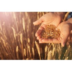 Il Grano Siciliano: Tradizione Millenaria e Qualità Superiore