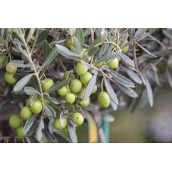 Olio extravergine di oliva
