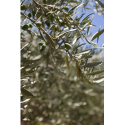 Olio extravergine di oliva