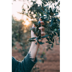 Olio extravergine di oliva