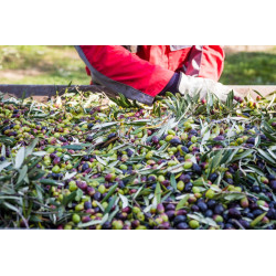 Olio extravergine di oliva