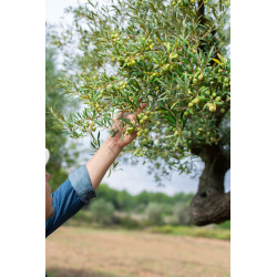 Olio extravergine di oliva