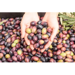 Olio extravergine di oliva