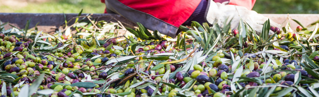 Olio extravergine di oliva